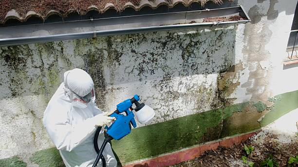 Top rated local Mold Remediation specialists in Callaway, MD